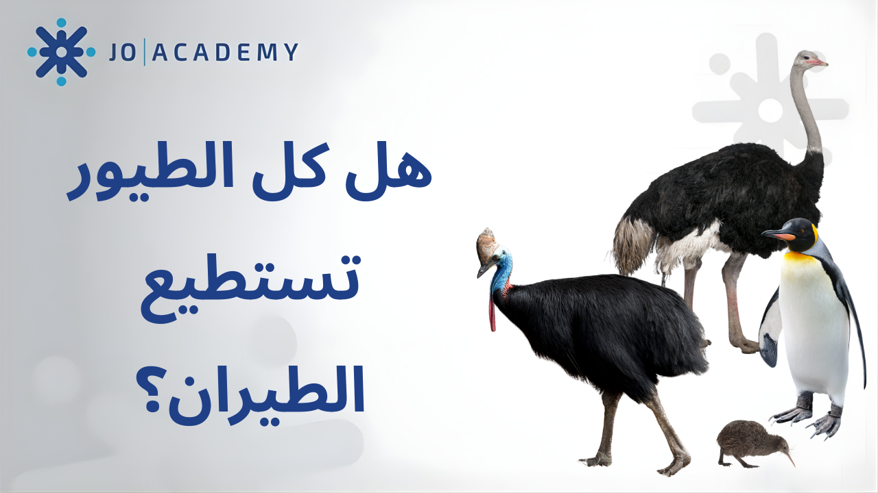 هل كل الطيور تستطيع الطيران؟