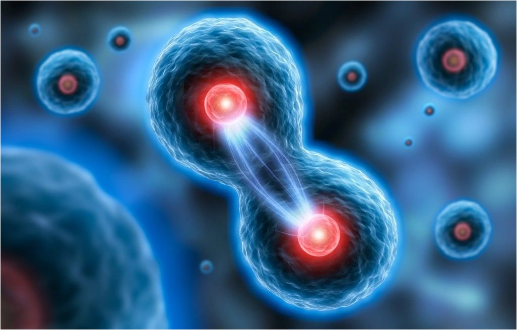 الانقسام الخلوي