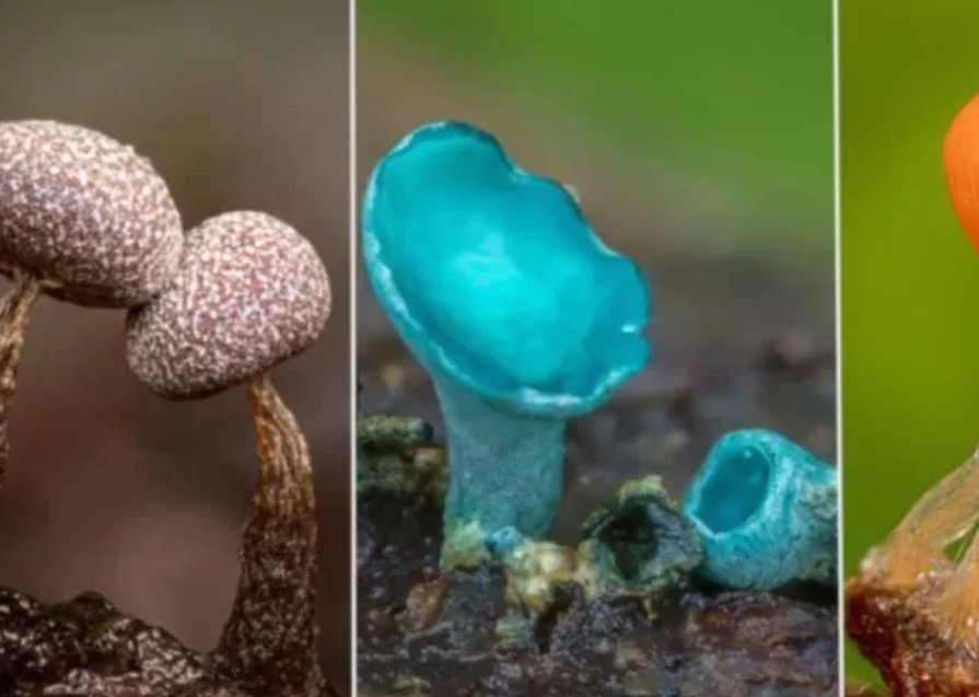 أوراق عمل لوحدة تنوع الكائنات  الحية للصف الخامس