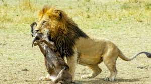 أوراق عمل لوحدة العلاقات بين الكائنات الحية للصف الرابع