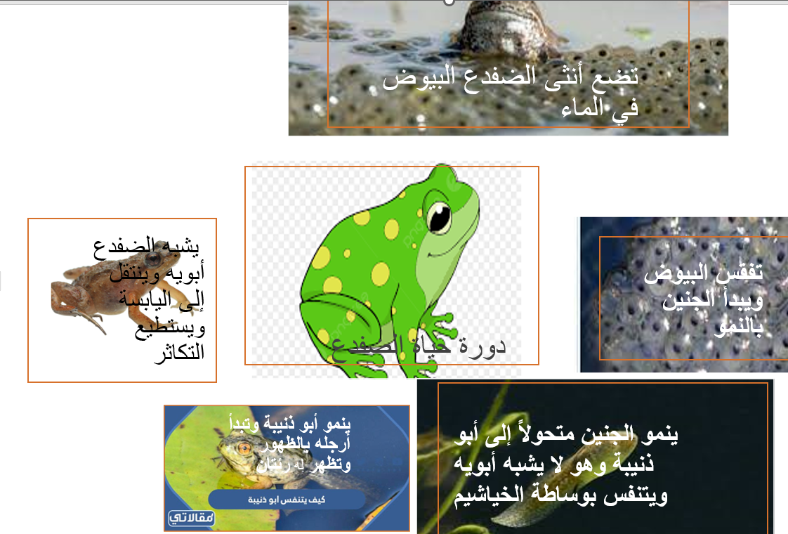 أوراق تلخيص لوحدة تكاثر الكائنات الحية للصف الرابع