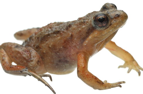 أوراق تلخيص لوحدة تنوع الكائنات الحية للصف الخامس