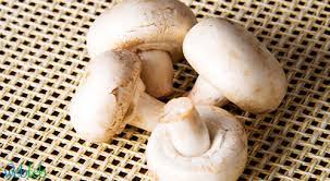 امتحان الشهر الثاني لمادة العلوم الصف الخامس