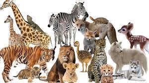 أوراق عمل وحدة تصنيف الكائنات الحية للصف السابع