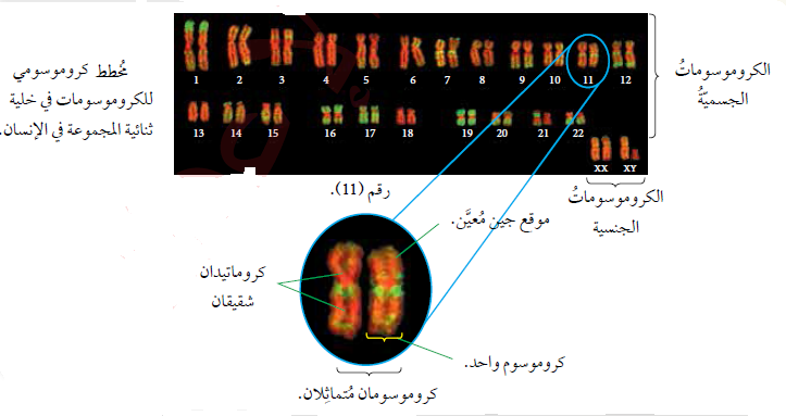 وراثة الصفات المندلية-علوم حياتية-توجيهي