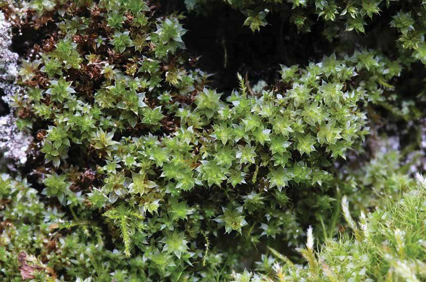 النباتات الوعائية البذرية أحياء عاشر