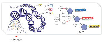 المركبات العضوية الحيوية - احياء توجيهي علمي