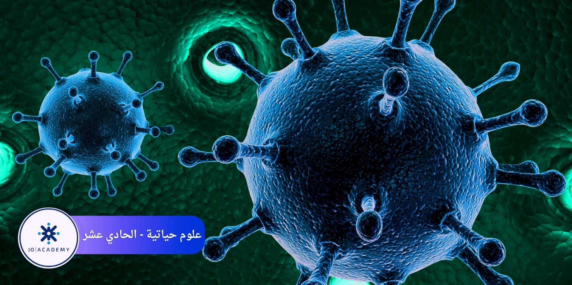 التكاثر اللاجنسي في النباتات البذرية - احياء - حادي عشر