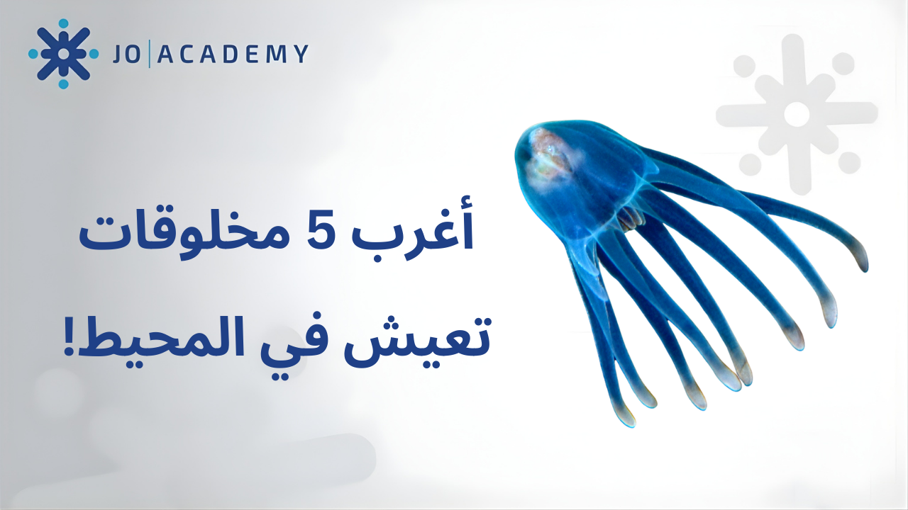 أغرب 5 مخلوقات تعيش في المحيط!